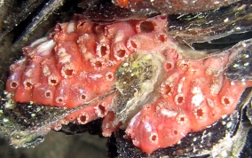 Bleeding Heart tunicate