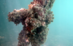 Bleeding Heart tunicate