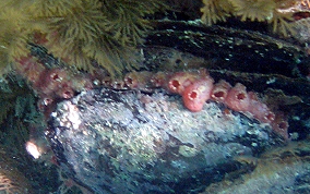 Bleeding Heart tunicate