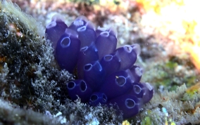 Blue Bell tunicate