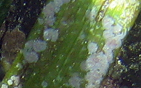 Encrusting Byozoan