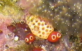 Bulb tunicate