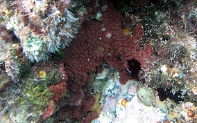 Button tunicate