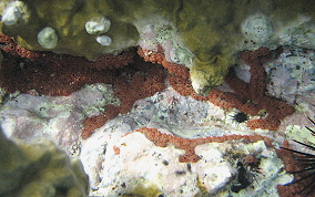 Button tunicate