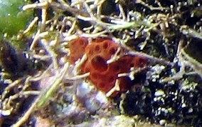 Button tunicate