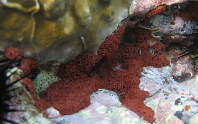 Button tunicate