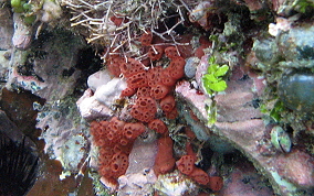 Button tunicate