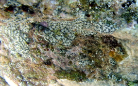 Encrusting Social tunicate