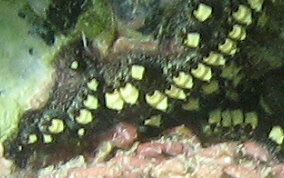 Encrusting Social tunicate