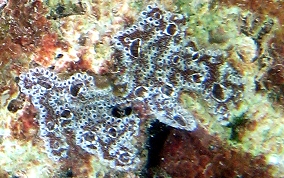 Mottled tunicate