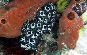 Geometric tunicate - Botryllus sp.