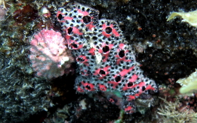 Geometric tunicate - Botryllus sp.