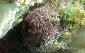 Giant tunicate