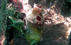 Giant tunicate