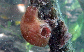 Giant tunicate