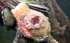 Giant tunicate