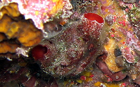 Giant tunicate