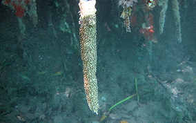 Green Encrusting tunicate