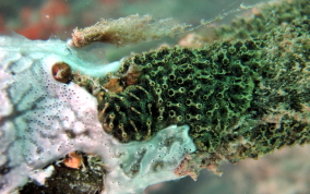 Green Encrusting tunicate