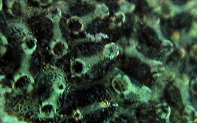 Green Encrusting tunicate