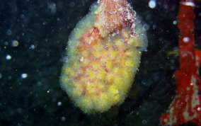 Button Mangrove tunicate - Eudistoma olivaceum - USVI Caribbean