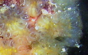 Button Mangrove tunicate - Eudistoma olivaceum - USVI Caribbean