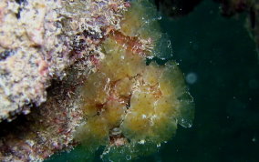 Button Mangrove tunicate - Eudistoma olivaceum - USVI Caribbean