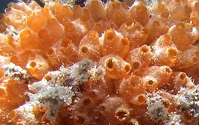 Mangrove tunicate