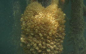 Mangrove tunicate