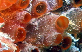 Mangrove tunicate