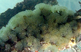 Button Mangrove tunicate - Eudistoma olivaceum - USVI Caribbean