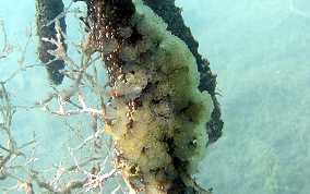 Button Mangrove tunicate - Eudistoma olivaceum - USVI Caribbean