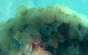 Button Mangrove tunicate - Eudistoma olivaceum - USVI Caribbean