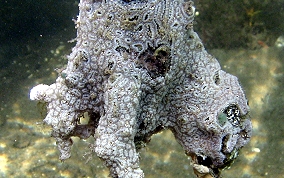 Mottled tunicate