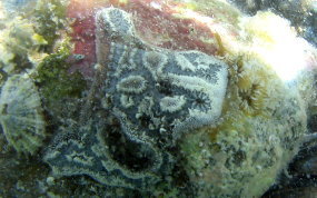 Mottled tunicate