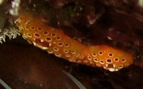 Orange Overgrowing tunicate