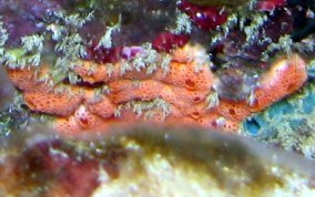 Orange Overgrowing tunicate