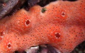 Orange Overgrowing tunicate - Didemnum conchyliatum