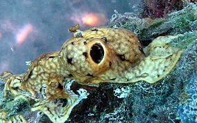 Overgrowing tunicate