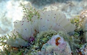 Painted tunicate