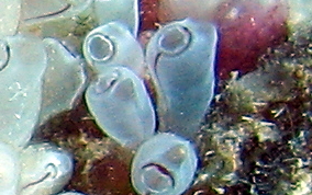 Painted tunicate