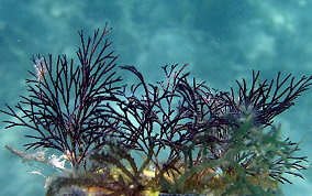 Purple Fan Bryozoan