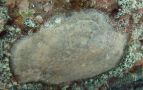 Row Encrusting Bryozoan