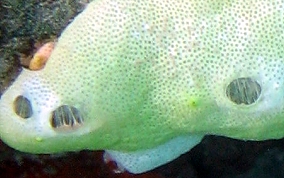 Overgrowing tunicates