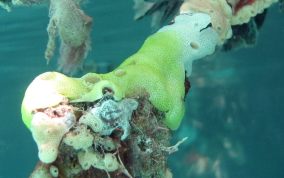 Overgrowing tunicates