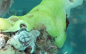 Overgrowing tunicates