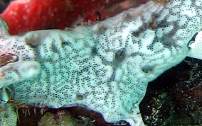 Overgrowing tunicates