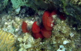 Strawberry tunicate