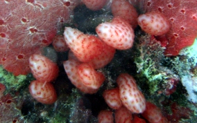 Strawberry tunicate