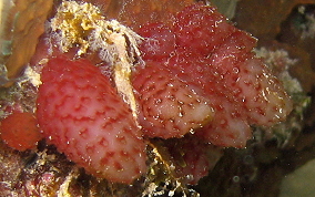 Strawberry tunicate